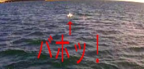 �����ŃE�b�h�x�C�g�┓�J�^�N�`�C���V�Ƀq�b�g�I